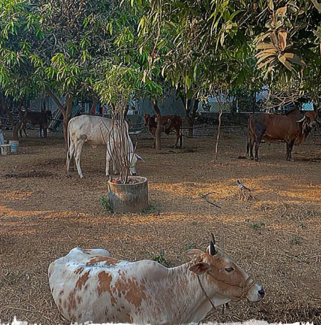 Cows resting and grazing under mango trees in the goshala